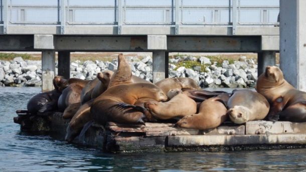 Starving sea lion found in San Diego, California, restaurant