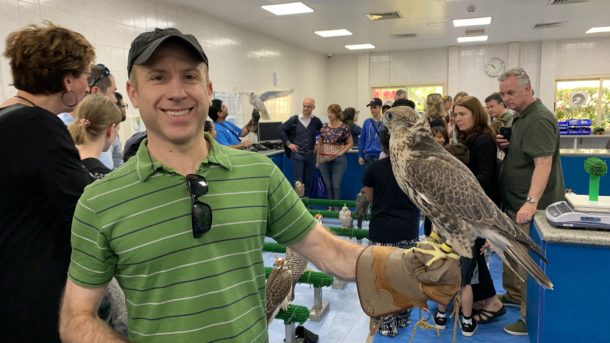 Falcons on a plane: First class treatment for birds of prey